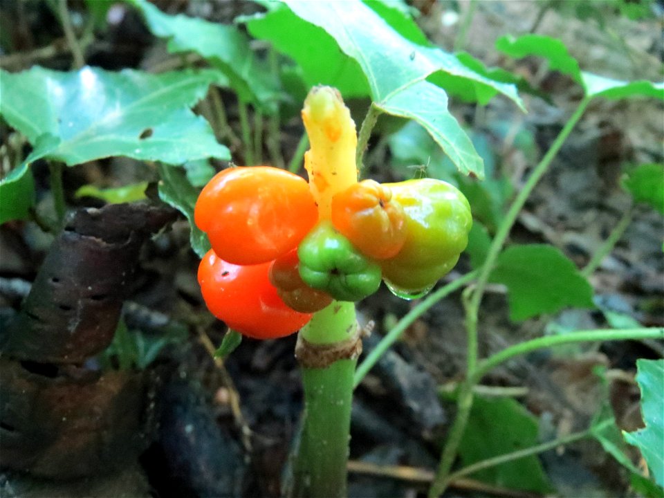Gefleckter Aronstab (Arum maculatum) in einem Waldstück oberhalb vom Almet in Sankt Arnual