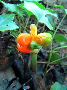 Gefleckter Aronstab (Arum maculatum) in einem Waldstück oberhalb vom Almet in Sankt Arnual
