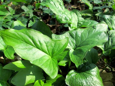 Grundblätter vom Gefleckten Aronstab (Arum maculatum) am Reppersberges in Alt-Saarbrücken