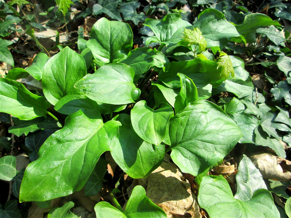 Grundblätter vom Gefleckten Aronstab (Arum maculatum) am Reppersberges in Alt-Saarbrücken