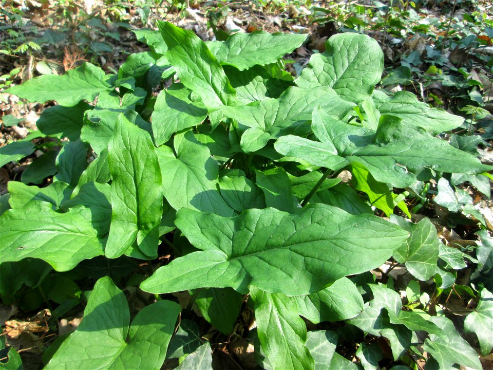 Grundblätter vom Gefleckten Aronstab (Arum maculatum) am Reppersberges in Alt-Saarbrücken