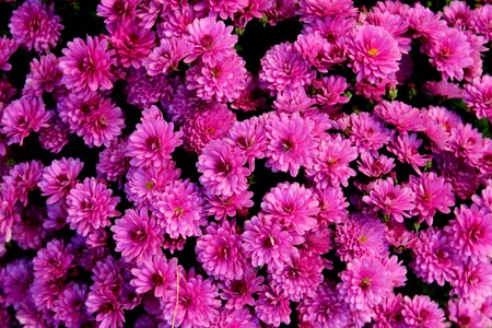 Figure nature the petals