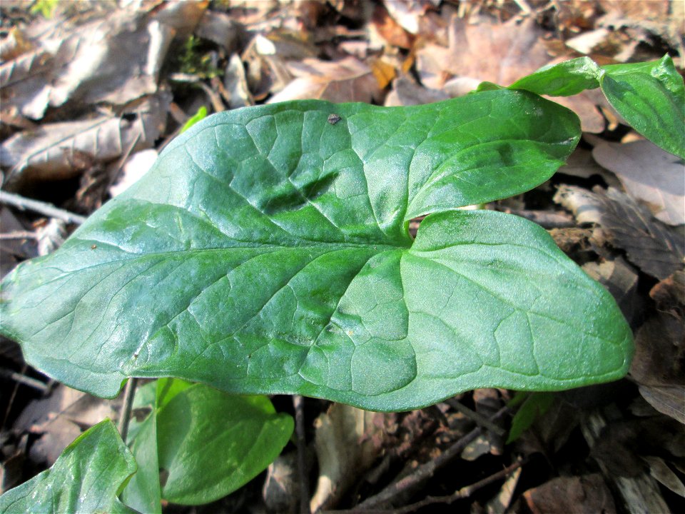 Grundblätter vom Gefleckten Aronstab (Arum maculatum) im Brettwald bei Malsch