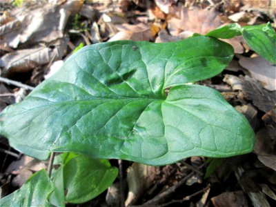 Grundblätter vom Gefleckten Aronstab (Arum maculatum) im Brettwald bei Malsch