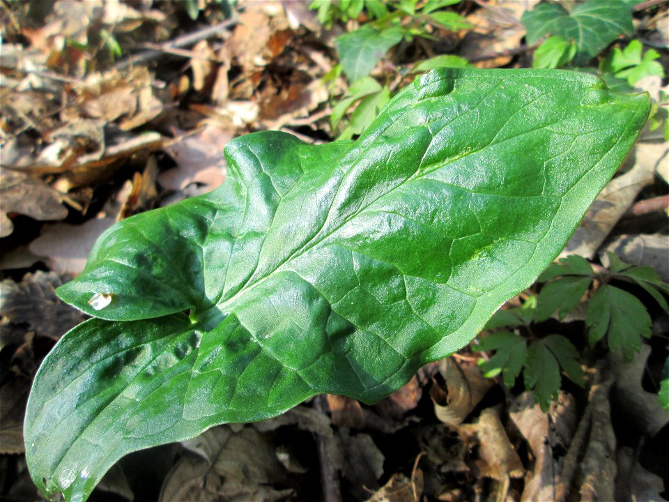 Grundblätter vom Gefleckten Aronstab (Arum maculatum) im Brettwald bei Malsch