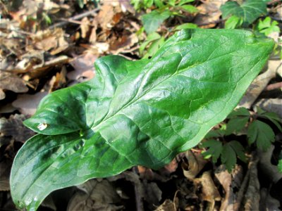 Grundblätter vom Gefleckten Aronstab (Arum maculatum) im Brettwald bei Malsch