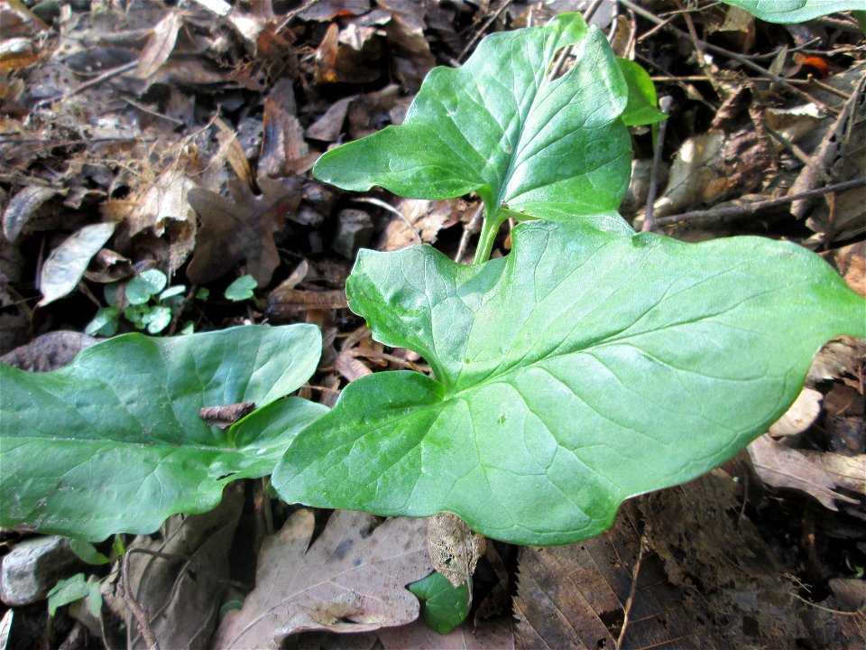 Grundblätter vom Gefleckten Aronstab (Arum maculatum) im Brettwald bei Malsch
