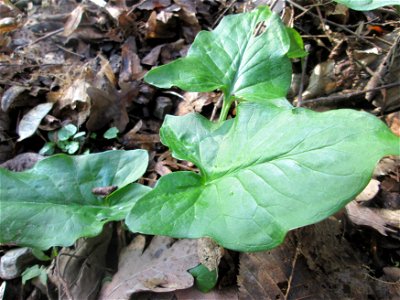 Grundblätter vom Gefleckten Aronstab (Arum maculatum) im Brettwald bei Malsch