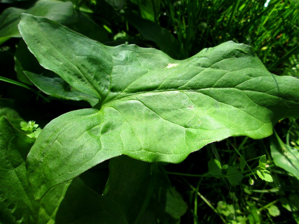 Grundblätter vom Gefleckten Aronstab (Arum maculatum) an der Saar in Saarbrücken