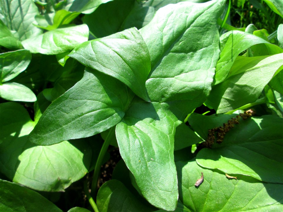 Grundblätter vom Gefleckten Aronstab (Arum maculatum) an der Saar in Saarbrücken
