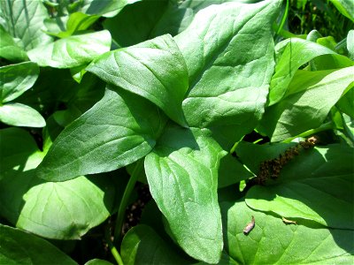 Grundblätter vom Gefleckten Aronstab (Arum maculatum) an der Saar in Saarbrücken