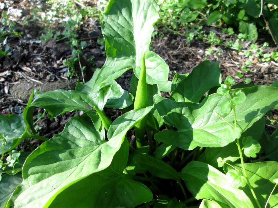 Gefleckter Aronstab (Arum maculatum) in Alt-Saarbrücken kurz vor der Blüte