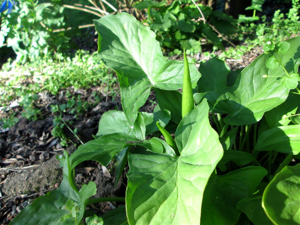 Gefleckter Aronstab (Arum maculatum) in Alt-Saarbrücken kurz vor der Blüte