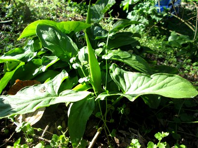 Gefleckter Aronstab (Arum maculatum) in Alt-Saarbrücken kurz vor der Blüte