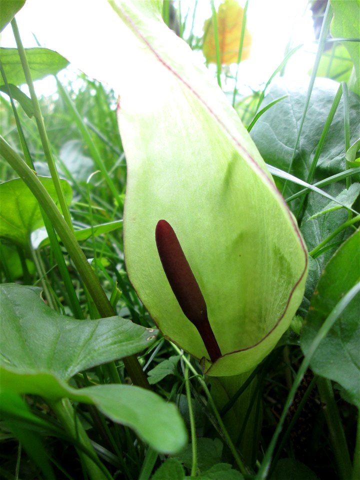 Blühender Gefleckter Aronstab (Arum maculatum) an der Saar in Saarbrücken
