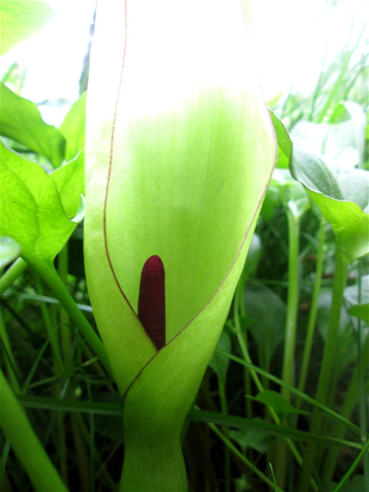 Blühender Gefleckter Aronstab (Arum maculatum) an der Saar in Saarbrücken