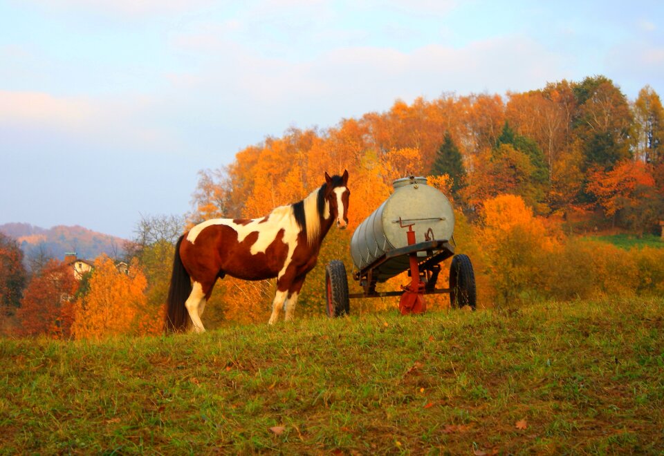 Nature ride animal