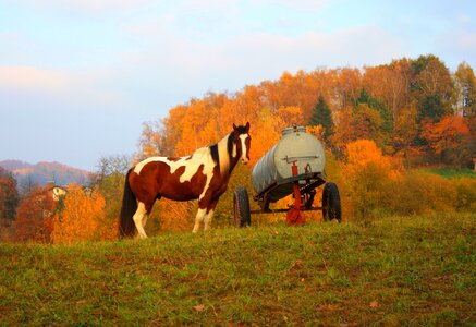 Nature ride animal