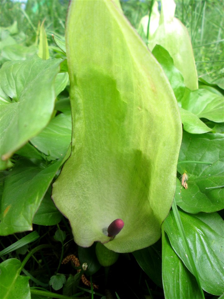 Blühender Gefleckter Aronstab (Arum maculatum) an der Saar in Saarbrücken