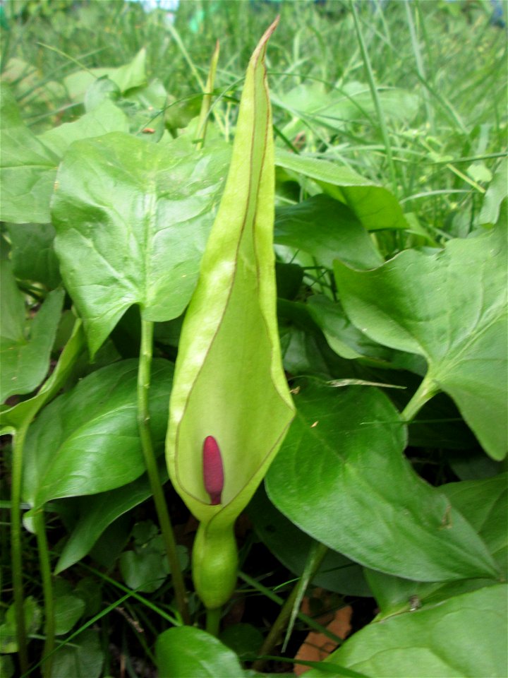 Blühender Gefleckter Aronstab (Arum maculatum) an der Saar in Saarbrücken