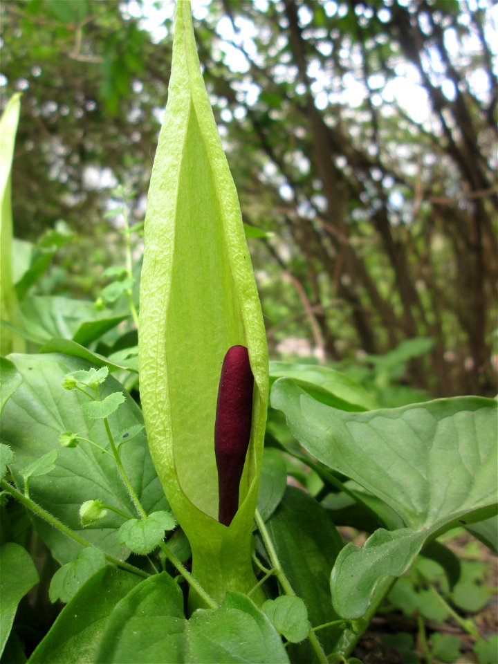 Gefleckter Aronstab (Arum maculatum) in Alt-Saarbrücken, blühend