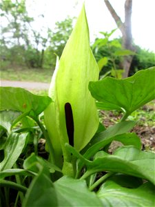 Gefleckter Aronstab (Arum maculatum) in Alt-Saarbrücken, blühend