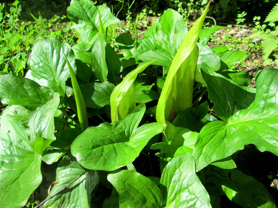 Gefleckter Aronstab (Arum maculatum) in Alt-Saarbrücken, blühend