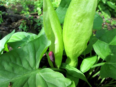 Gefleckter Aronstab (Arum maculatum) in Alt-Saarbrücken, blühend