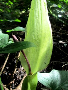 Gefleckter Aronstab (Arum maculatum) in Alt-Saarbrücken, blühend