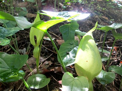 Gefleckter Aronstab (Arum maculatum) in Alt-Saarbrücken, blühend