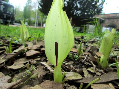 Gefleckter Aronstab (Arum maculatum) nahe der Saar in Sankt Arnual - die Fläche wurde vor kurzem abgemäht, so dass die Grundblätter fehlen