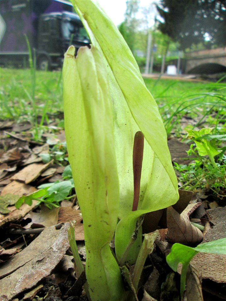 Gefleckter Aronstab (Arum maculatum) nahe der Saar in Sankt Arnual - die Fläche wurde vor kurzem abgemäht, so dass die Grundblätter fehlen