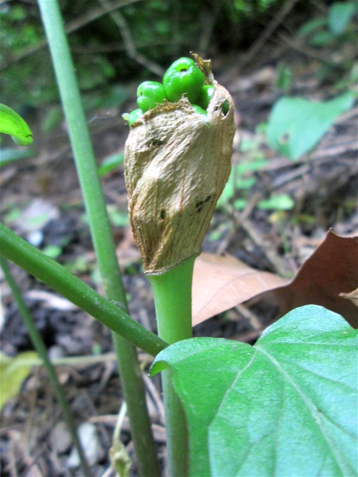 Früher Fruchtstand vom Gefleckten Aronstab (Arum maculatum) in Alt-Saarbrücken