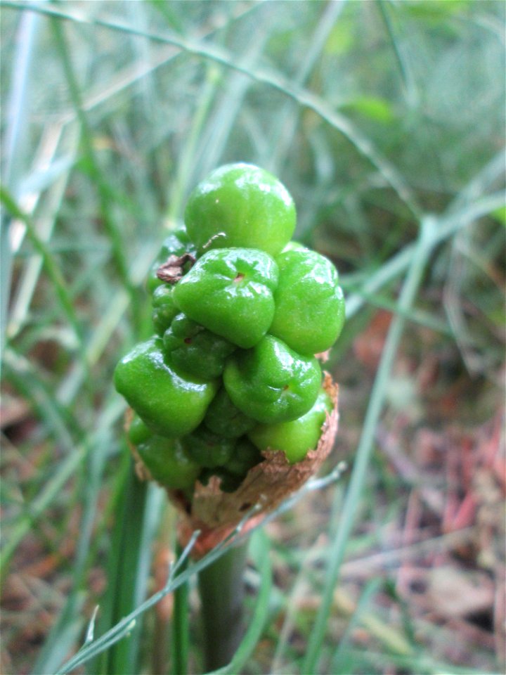 Gefleckter Aronstab (Arum maculatum) an der Saar in Saarbrücken