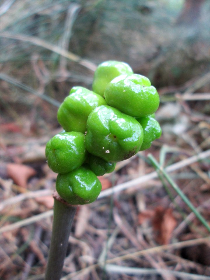 Gefleckter Aronstab (Arum maculatum) an der Saar in Saarbrücken