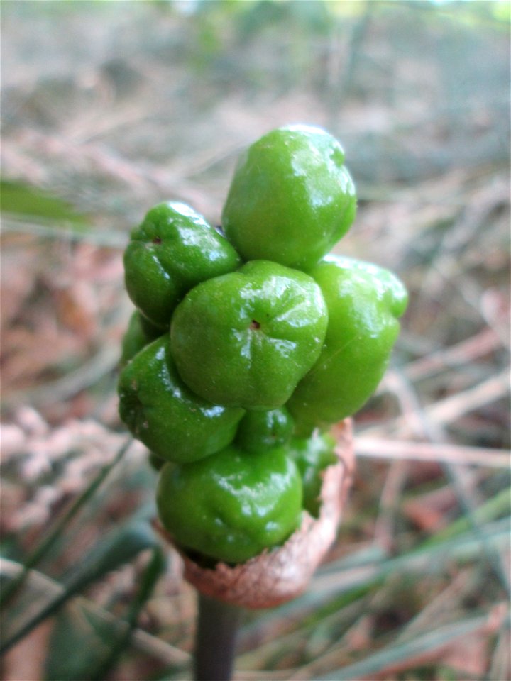Gefleckter Aronstab (Arum maculatum) an der Saar in Saarbrücken