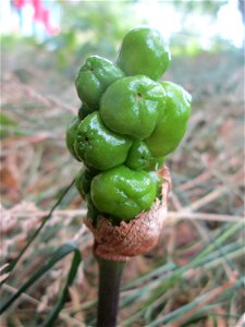 Gefleckter Aronstab (Arum maculatum) an der Saar in Saarbrücken