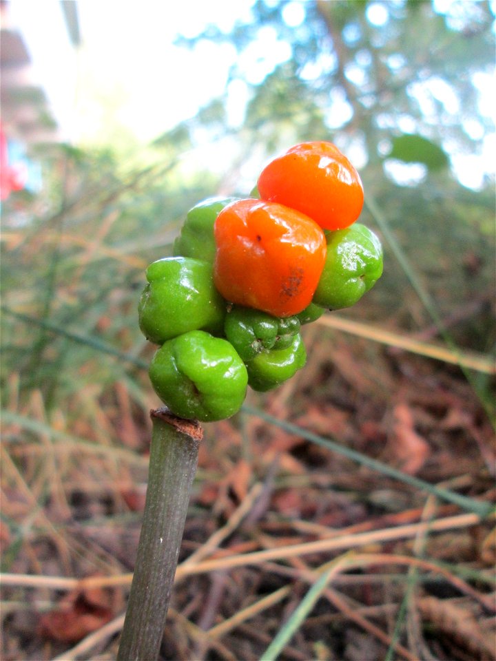 Gefleckter Aronstab (Arum maculatum) an der Saar in Saarbrücken