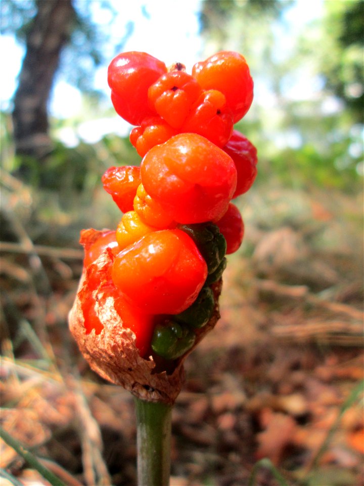 Gefleckter Aronstab (Arum maculatum) an der Saar in Saarbrücken