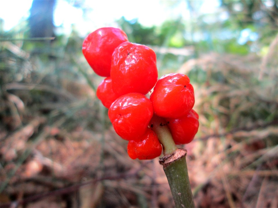 Gefleckter Aronstab (Arum maculatum) an der Saar in Saarbrücken