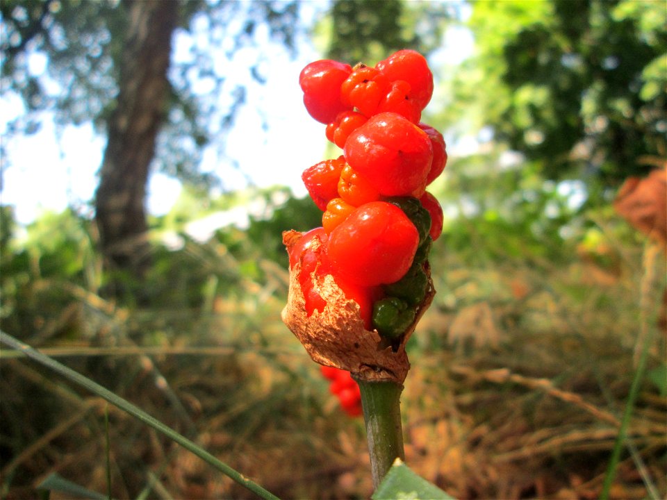 Gefleckter Aronstab (Arum maculatum) an der Saar in Saarbrücken