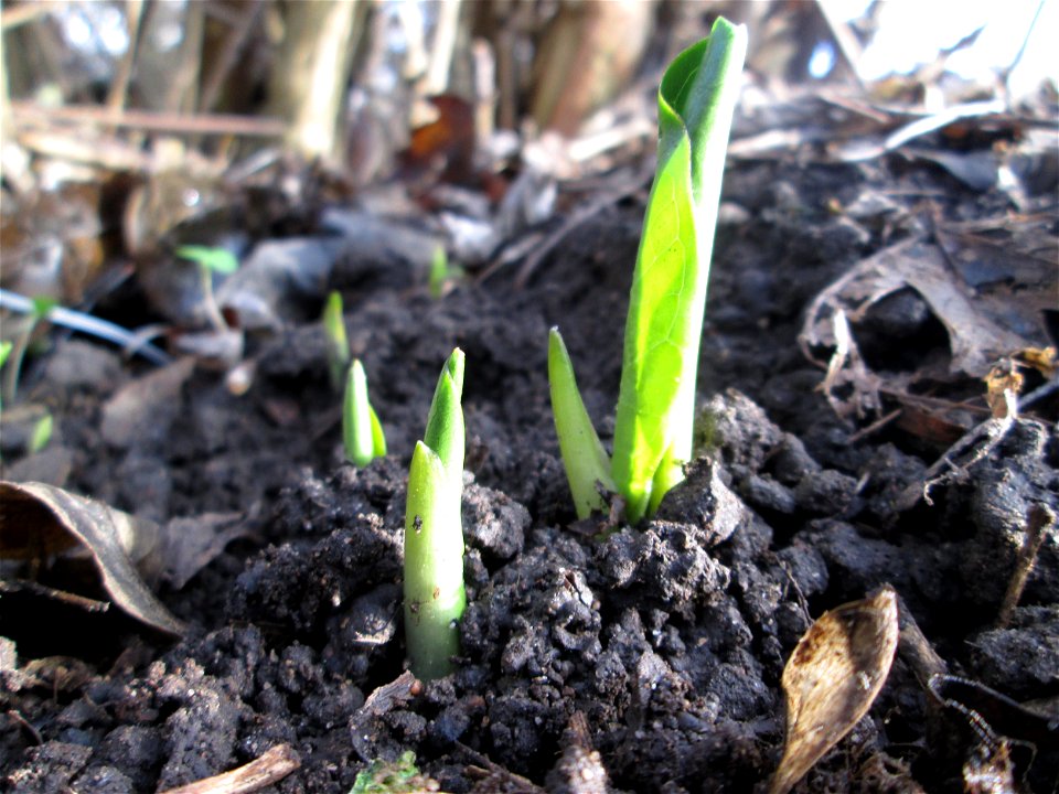 Erstes Austreiben vom Gefleckten Aronstab (Arum maculatum) in Alt-Saarbrücken