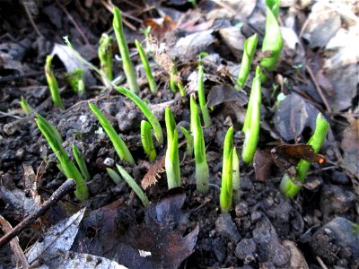 Erstes Austreiben vom Gefleckten Aronstab (Arum maculatum) in Alt-Saarbrücken