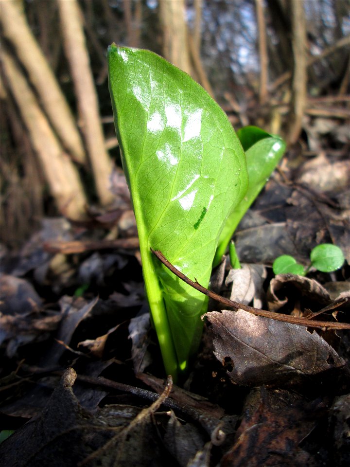 Erstes Austreiben vom Gefleckten Aronstab (Arum maculatum) in Alt-Saarbrücken