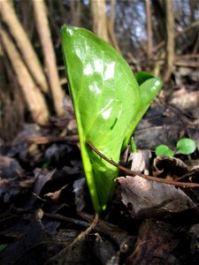 Erstes Austreiben vom Gefleckten Aronstab (Arum maculatum) in Alt-Saarbrücken