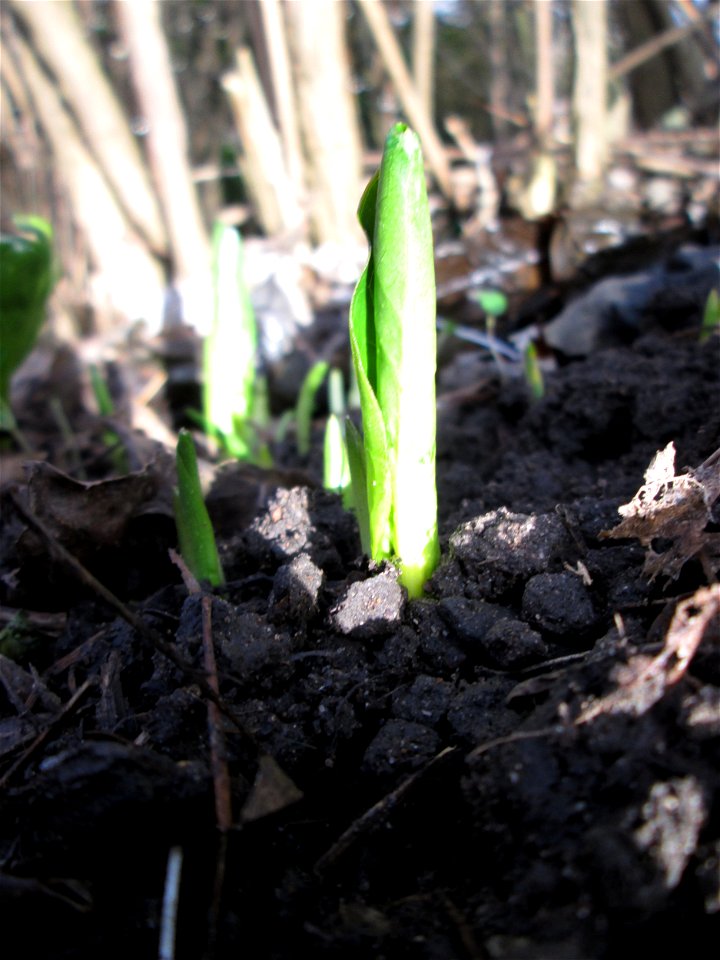 Erstes Austreiben vom Gefleckten Aronstab (Arum maculatum) in Alt-Saarbrücken