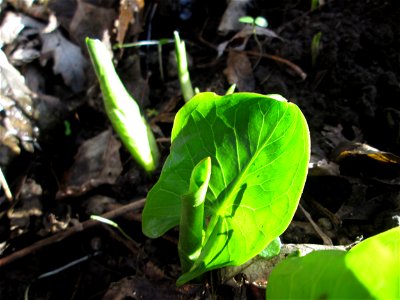 Erstes Austreiben vom Gefleckten Aronstab (Arum maculatum) in Alt-Saarbrücken