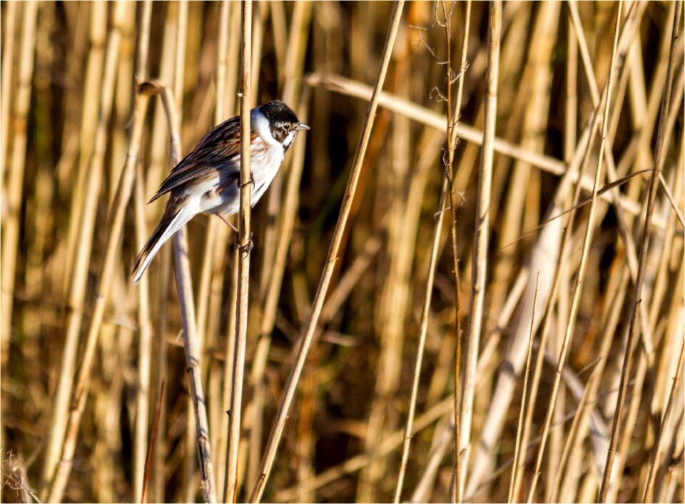 Animal world songbird plumage