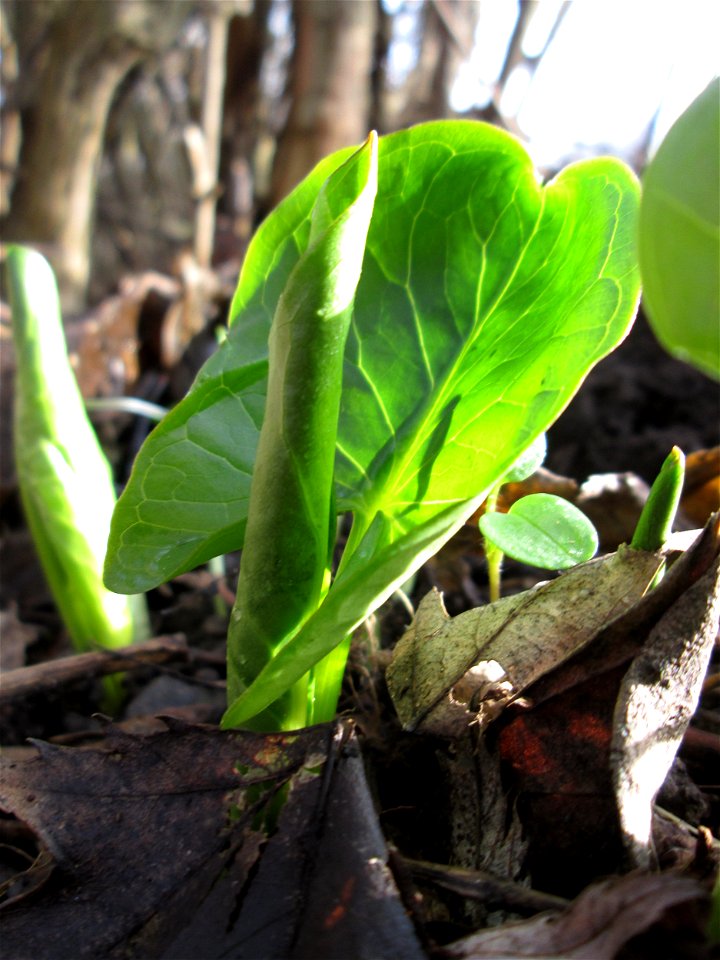 Erstes Austreiben vom Gefleckten Aronstab (Arum maculatum) in Alt-Saarbrücken