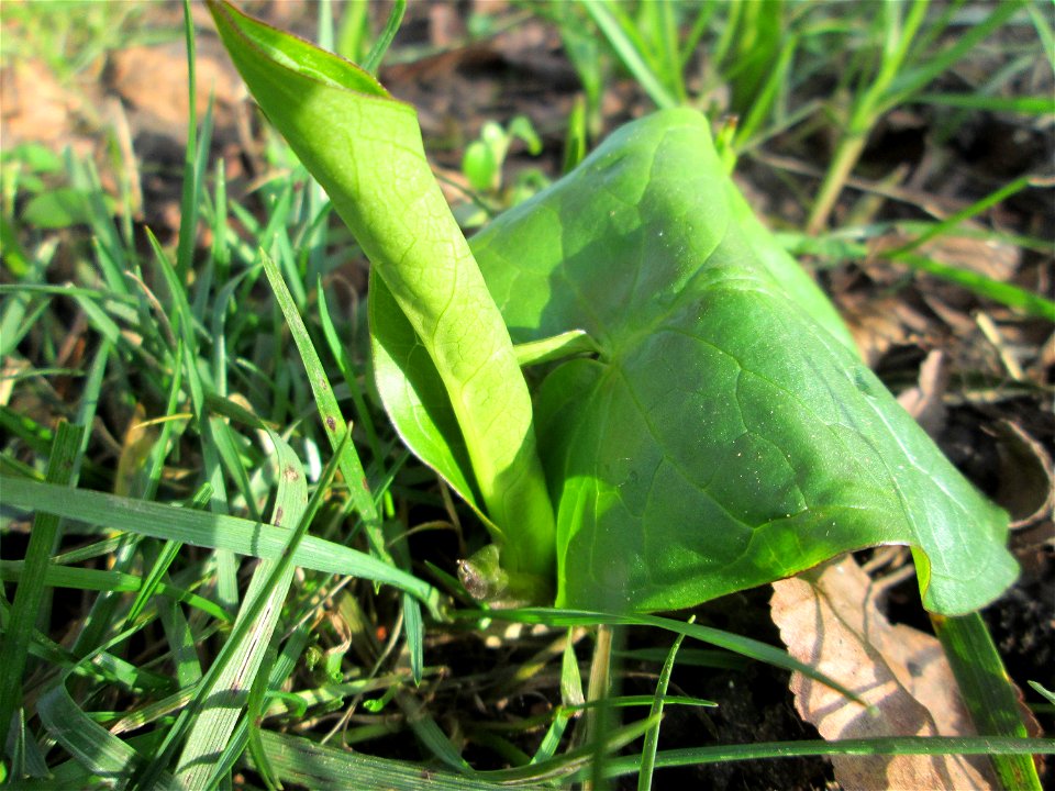 Erste Grundblätter vom Gefleckten Aronstab (Arum maculatum) an der Saar in Saarbrücken